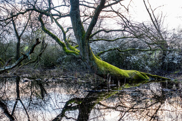 Bemooster Baum in einem kleinen Waldsee