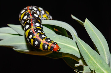 Black coloured caterpillar feeding on spurge leaves, black background. Spurge Hawk, Hyles Euphorbiae