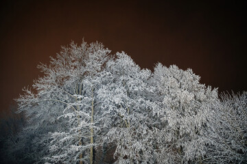 Bare trees frosted white in a winter wonderland, glowing against a dark evening sky