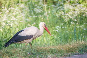 White stork (Ciconia ciconia)