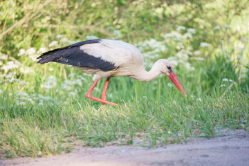 White stork (Ciconia ciconia)