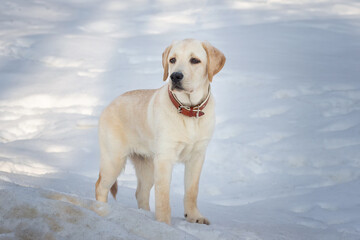 Young labrador observing winter grounds in the nature. - 762359342