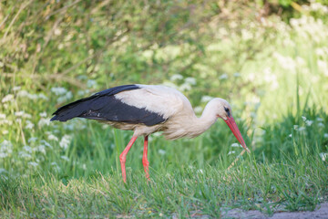 White stork (Ciconia ciconia)