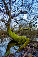 Bemooster Baum in einem kleinen Waldsee