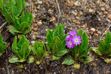 Pink-coloured flower species growing on the banks of streams in the Black Sea mountains in Turkey. Primula auriculata L.
