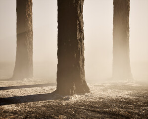 Burnt and charred pine tree trunks in mist on charred forest ground.
