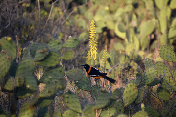 Orange and Black Troupial on Cactus in Aruba