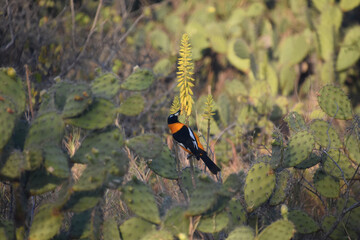 Troupial Sipping Nectar from a Yellow Flowering Aloe