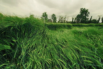 wheat field after heavy rain