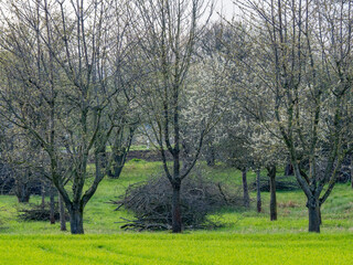 Frisch geschnittene Obstbäume im Frühjahr