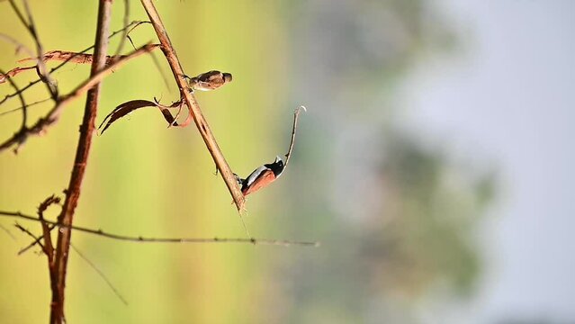 Tricoloured munia on a branch