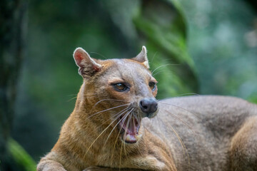 The fossa (Cryptoprocta ferox) is resting on the tree. 
A cat-like,  the largest mammalian carnivore on the island of Madagascar.