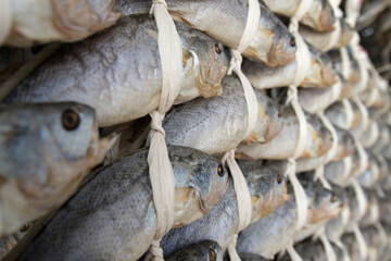 View of drying croakers