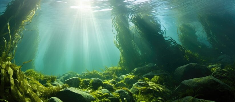 Sunlight filters down through the water, illuminating the trees surrounded by seaweed in this underwater natural landscape, creating a beautiful marine biology scene
