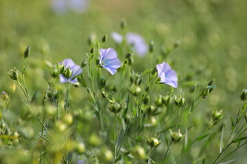 旬を過ぎ、実り進み始める亜麻 © akht.mymt