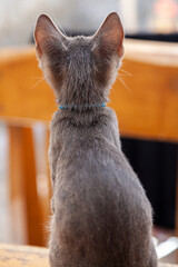 Rear View of Cute Kitten or Cat with big ears sitting on a table looking and listening - 762366738