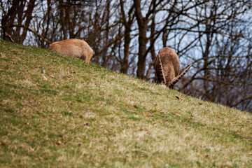 Capricorns grazing on a meadow