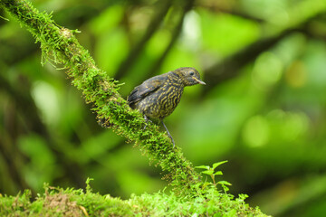 bird on moss tree in the rainforest