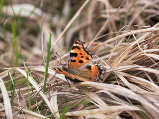 Large Tortoiseshell Butterfly Resting with its Wings Open