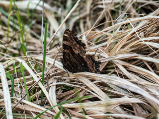 Large Tortoiseshell Butterfly Resting with its Wings Closed