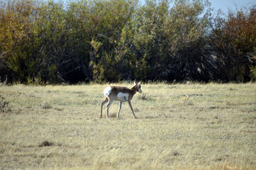 Pronghorn in the Fields of Northern Colorado