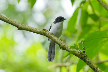 Fototapeta premium Dark-backed sibia Watching the birds in the forest