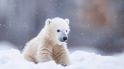 Adorable baby polar bear playing snow winter