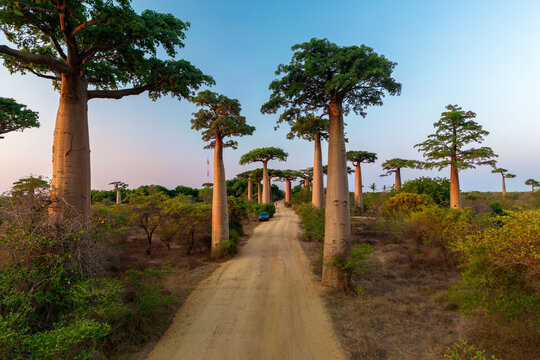 Alley of the Baobabs near Morondava, Madagascar