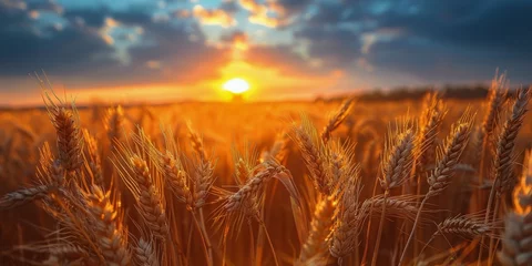 Foto op Plexiglas Sun Setting Over Wheat Field © yganko