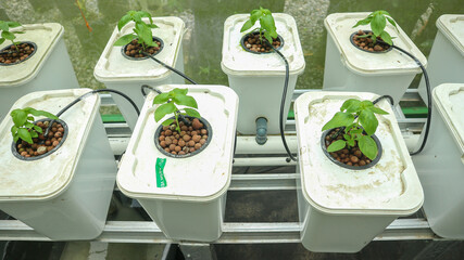 Modern agriculture. Hydroponic system on a bucket