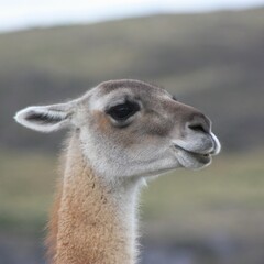 Fototapeta premium lama, guanaco