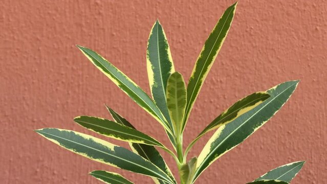 Nerium oleander is shrub or small tree cultivated worldwide in temperate and subtropical areas as ornamental and landscaping plant. It belonging to subfamily Apocynoideae of dogbane family Apocynaceae
