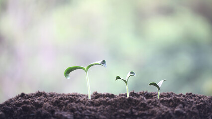 sprout growing under sunlight macro close up small plant planting