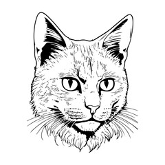 Minimalistic line art of a cat drawing.