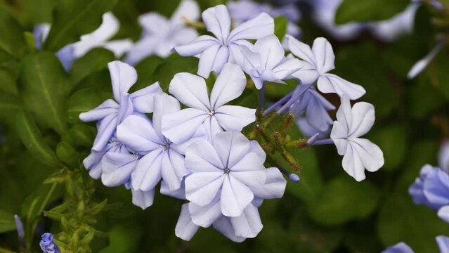 Plumbago auriculata, cape leadwort, blue or Cape plumbago, is species of flowering plant in family Plumbaginaceae, native to South Africa. Auriculata means with ears, referring to shape of leaves.