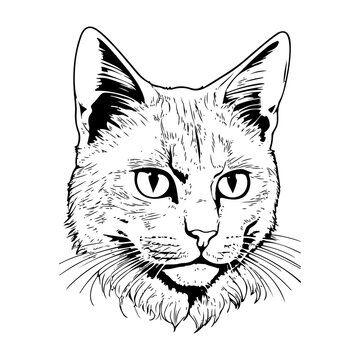 Minimalistic line art of a cat drawing.