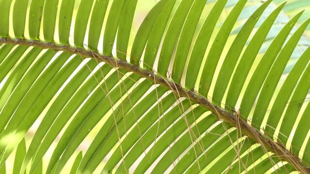 Dioon edule, chestnut dioon or angustifolium, is cycad native to Mexico, also known as palma de la virgen. It belongs to Zamiaceae plant family within order Cycadales.