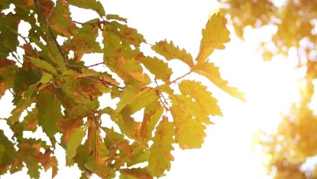 Quercus hartwissiana, the Strandzha oak, is species of oak, native to southeastern Bulgaria, northern Asia Minor along Black Sea, and Caucasus. It was described by Christian von Steven in 1857.