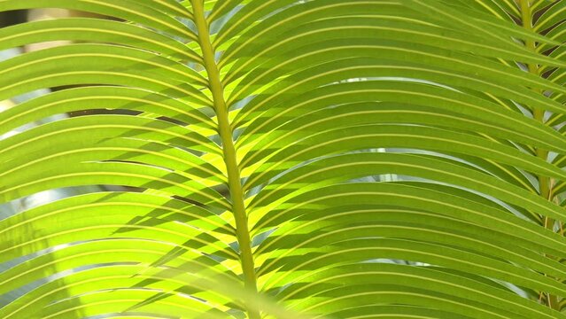 Cycas rumphii or queen sago palm, is dioecious gymnosperm