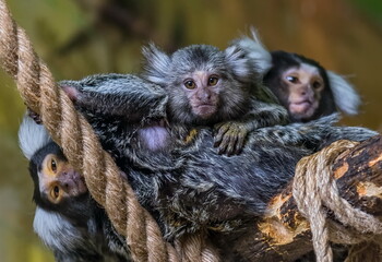 Small monkeys of the Marmoset breed