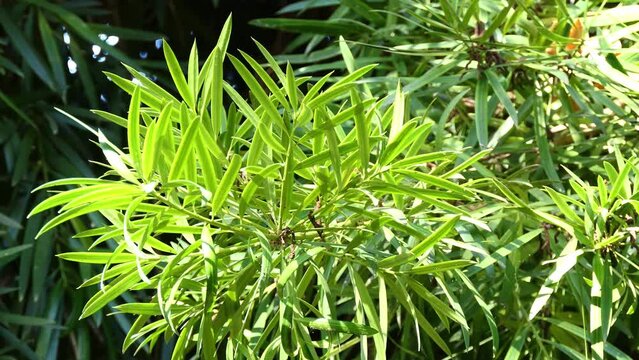 Podocarpus macrophyllus is a conifer in the genus Podocarpus, family Podocarpaceae. Common names in English include yew plum pine, Buddhist pine and fern pine.