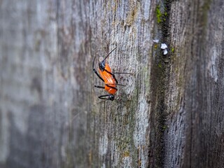 an insect perched on wood 
