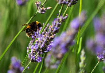 bumblebee on lavender
