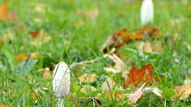 Coprinus comatus, shaggy ink cap, lawyer's wig