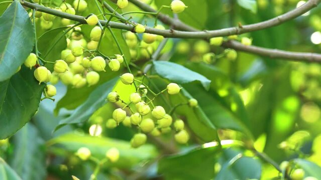 Euonymus japonicus (evergreen spindle or Japanese spindle) is flowering plant in family Celastraceae, native to Japan, Korea and China.