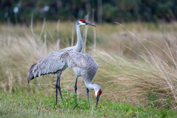 Fototapeta premium A Pair of Sandhill Cranes at Lake Woodruff NWR in De Leon Springs, Florida