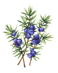 Juniper branches with berries. Watercolor hand drawn winter plant, isolated on white background. Can be used as print, postcard, packaging design, element design, textile, sticker and tattoo. 