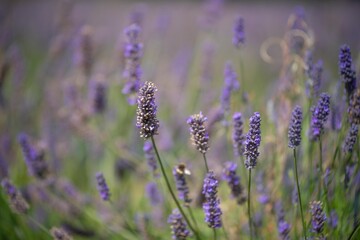 Growing a lavender cropin rows in a beautiful field. Purple lavender