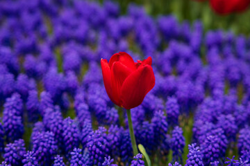 A red tulip in the grape hyacinths