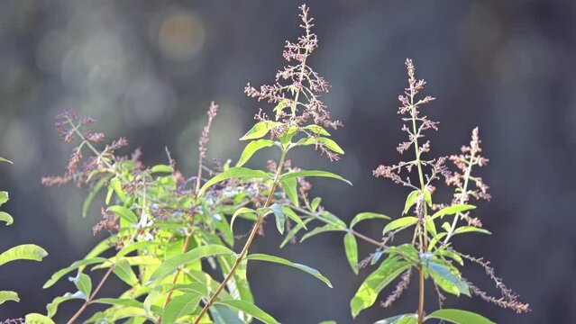 Aloysia citrodora, lemon verbena, is flowering plant in verbena family Verbenaceae, native to South America. It is include lemon beebrush.